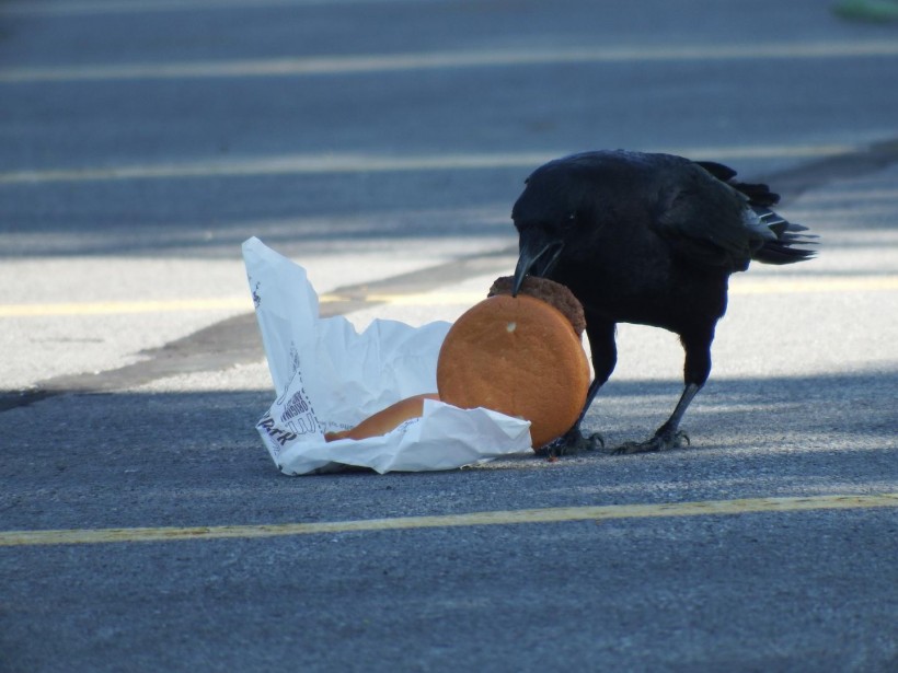Crow Eating Cheeseburger (IMAGE)