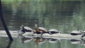 Turtles in Jewel Lake (IMAGE)