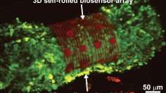 3D Self-rolled Biosensor Array (IMAGE)