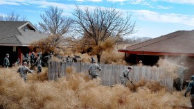 Tumbleweed Invasion (IMAGE)