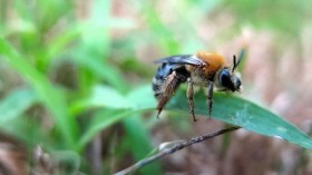 Wild Ground-Nesting Bees Might Be Exposed to Lethal Levels of Neonics in Soil (IMAGE)