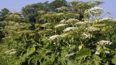 Hogweed (IMAGE)