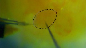 Cell Internal Thermometer (image)