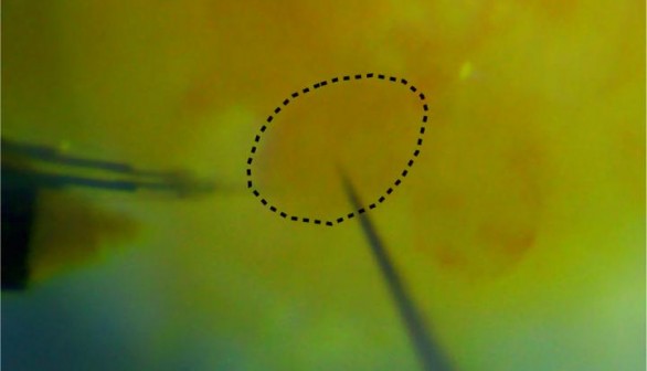 Cell Internal Thermometer (image)