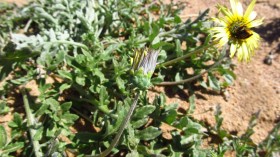 Closed and Open Arcotheca Calendula (image)