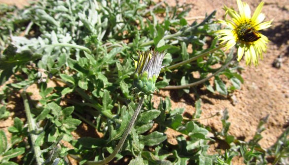 Closed and Open Arcotheca Calendula (image)