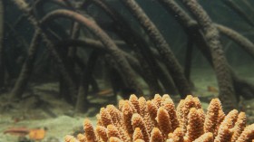 Extreme corals in Australian Great Barrier Reef Mangrove Lagoons (image)