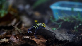 The Dyeing Poison Frog (image)