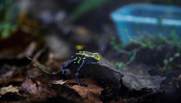 The Dyeing Poison Frog (image)