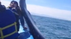 A whale watching expedition turned into a very one-sided aquatic boxing match when a woman got hit in the head by a whale's tail as it breached the water. 