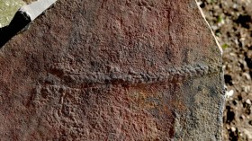 Fossilized Trail (IMAGE)