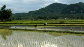 Rice Paddy (image)