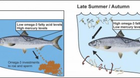 The Nutritional Quality of European Whitefish Varies among Seasons (image)