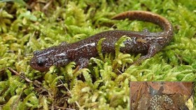 Yamato Salamander (image)