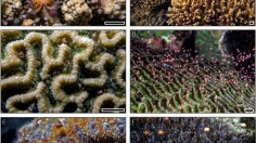 Corals (image)