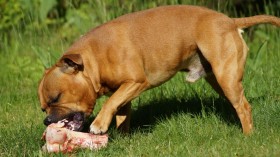 A Dog Eating Raw Food (image)