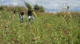 Harvesting Sesame (image)