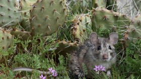 Woodrat Prickly Pear (image)