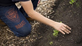 Inmate Tending Plants (image)