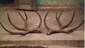 1991 Photograph of Schomburgk's Deer Antlers (image)