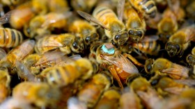 Honeybees (image)