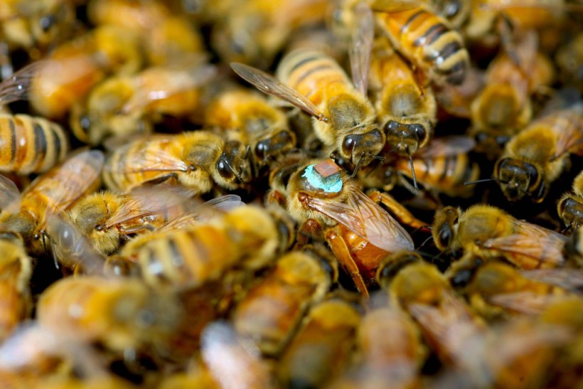 Honeybees (image)