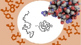 How Amino Acid Properties Affect Protein Folding (image)