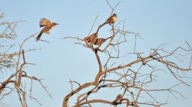 Chestnut-Crowned Babbler (image)