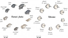 Macro- and Microevolution, from the Beaks of Finches to Ribosomes (image)