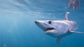 Mako Shark (image)