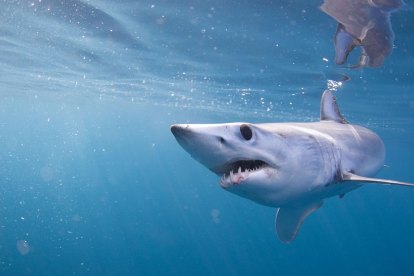 Mako Shark (image)