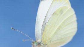 Small Cabbage White Butterfly (image)