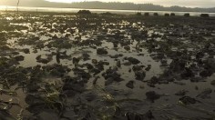 Oysters on Willapa Bay (image)