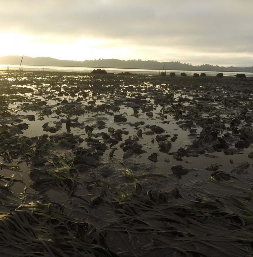 Oysters on Willapa Bay (image)