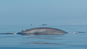 Blue Whale (image)