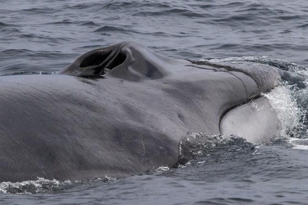 Fin Whale (image)