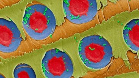 a false-color electron microscope image showing E. coli bacteria (green) trapped over xylem pit membranes (red and blue) in the sapwood after filtration.