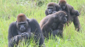 Gorilla Group (image)