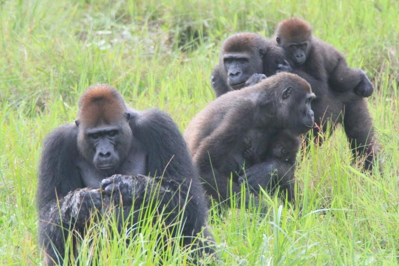 Gorilla Group (image)