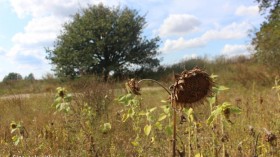 Sunflower Affected by Drought (image)