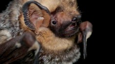 Hoary Bat (image)