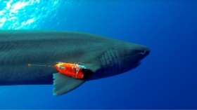 A sixgill shark with a combined sensor and video recorder attached to it swims through the ocean.