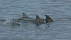 Wild Bottlenose Dolphins (image)