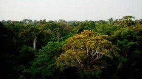 Amazon Rainforest Canopy (image)