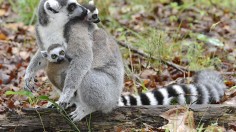 Ring-Tailed Lemur Mother and Babies (image)