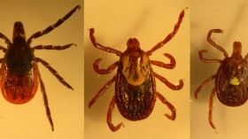 Three Tick Species Collected on Long Island (image)