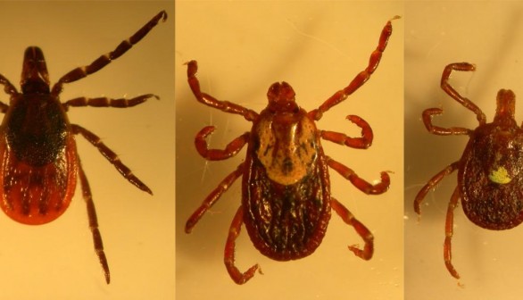 Three Tick Species Collected on Long Island (image)