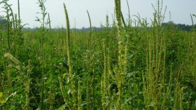 Palmer Amaranth (image)