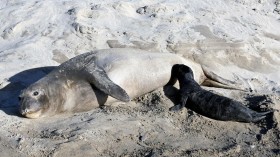 Elephant Seal Female Nursing Pup (image)