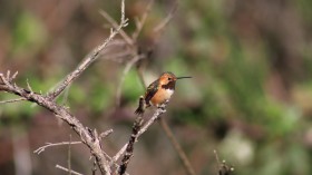 Hybrid Hummingbird (image)